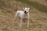 DOGUE ARGENTIN 219